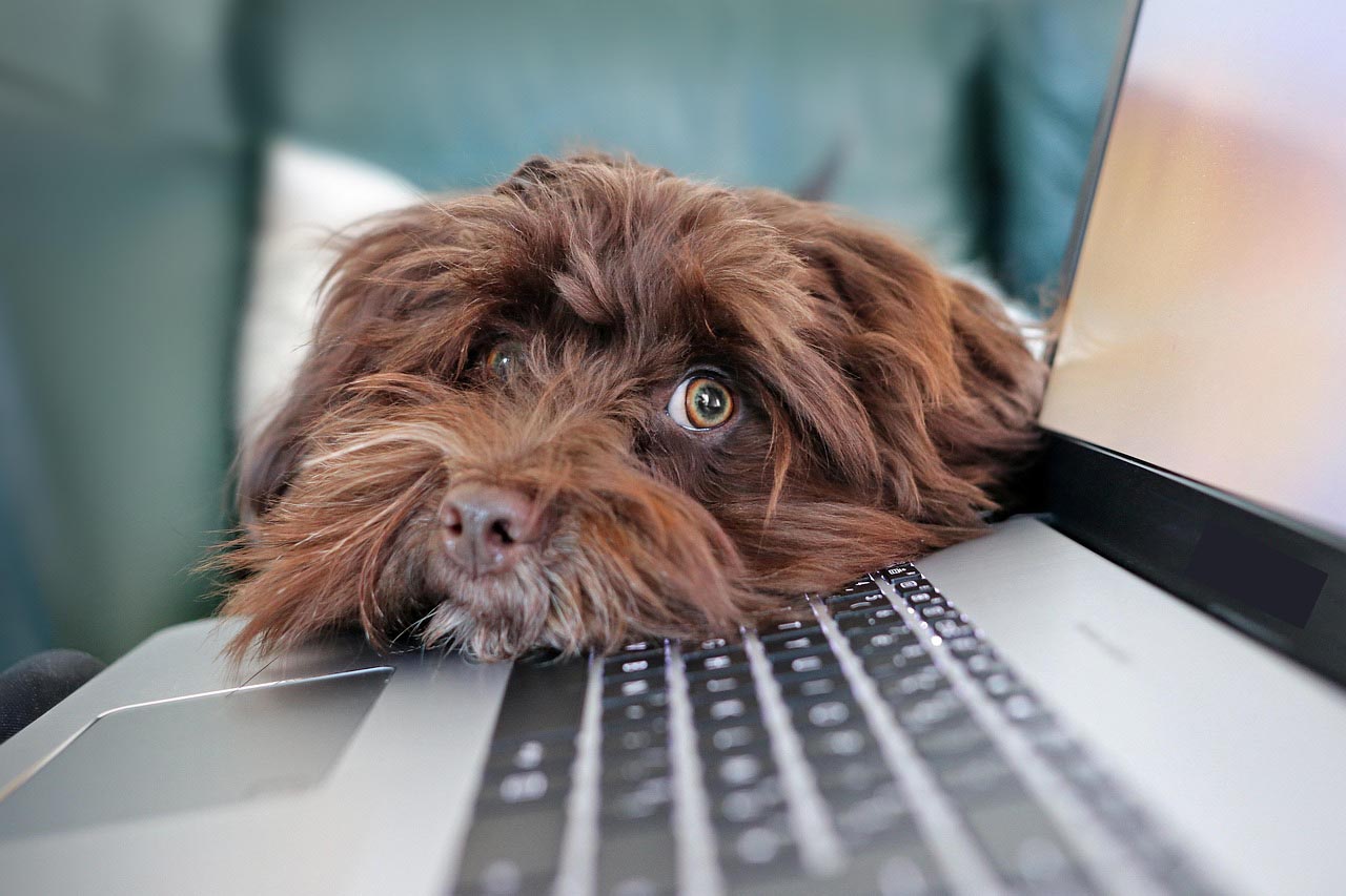 Brauner zotteliger Hundekopf auf Laptop
